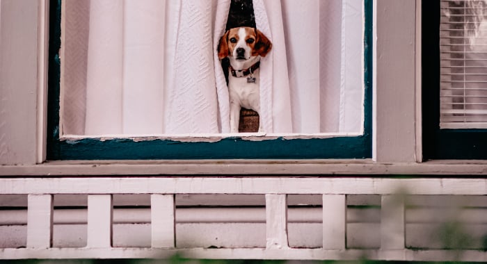 dog looking out the window of a home