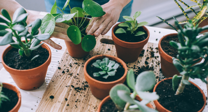 Potted plants