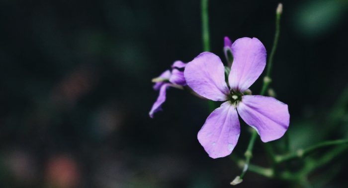 purple flower