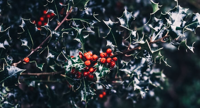 holly berries