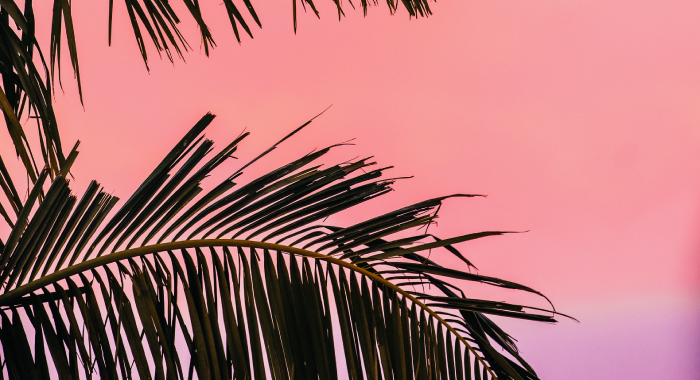 palm fronds at sunset