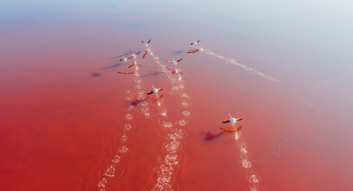 birds flying over water