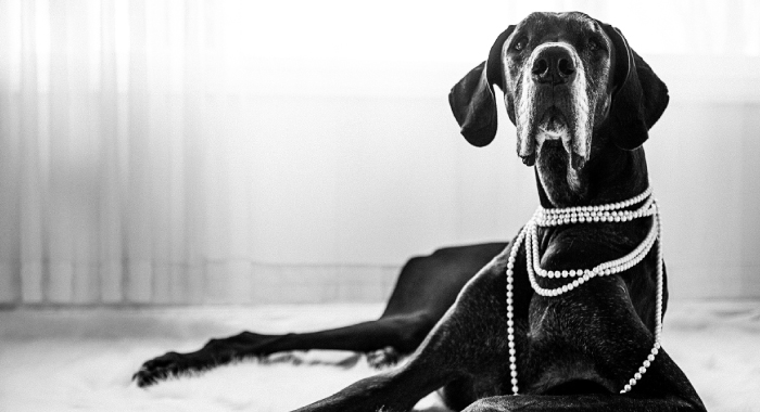 great dane dog