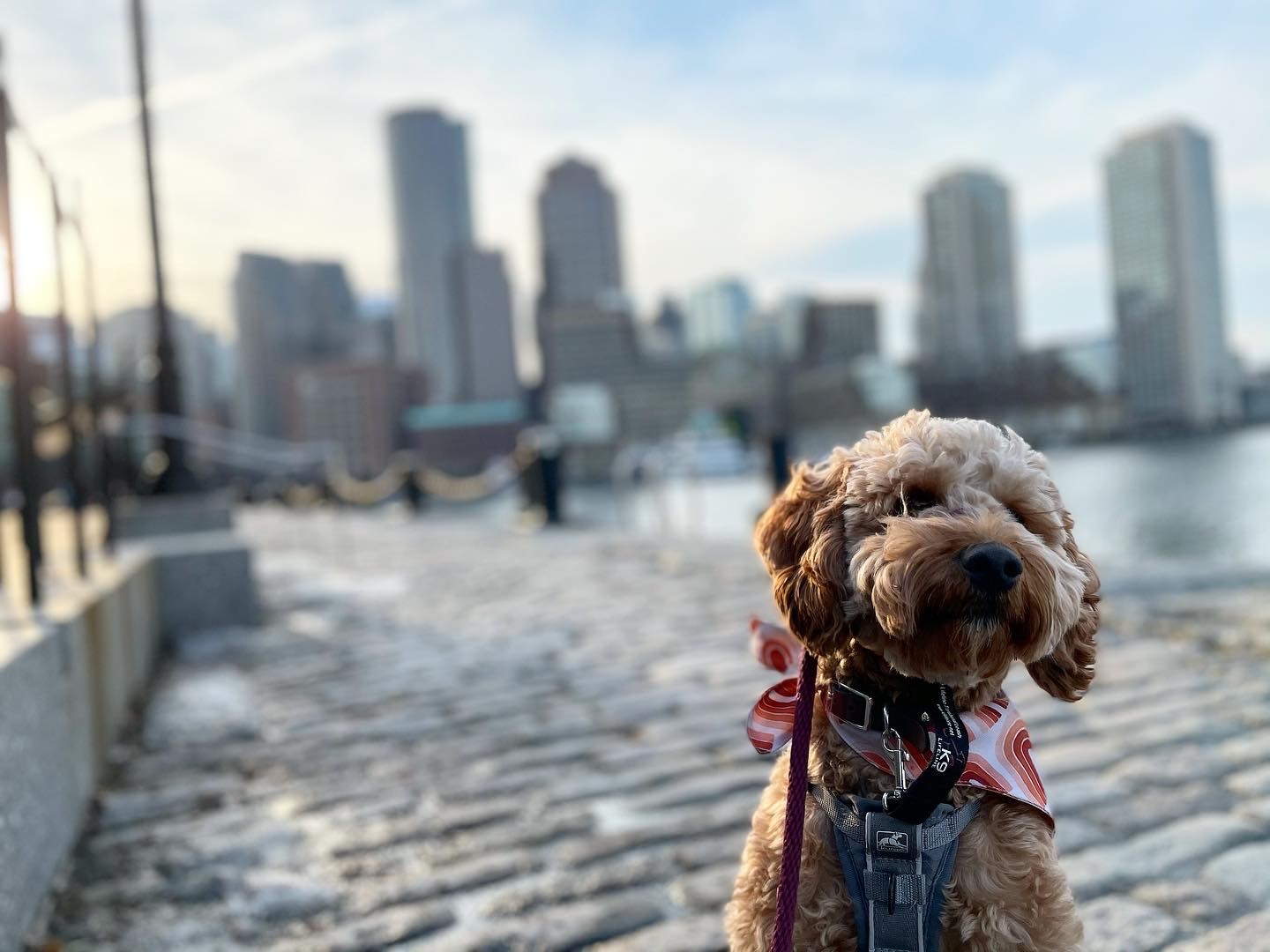 dog at the Seaport