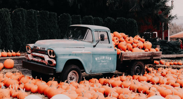 Pickup truck in the middle of a pumpkin patch