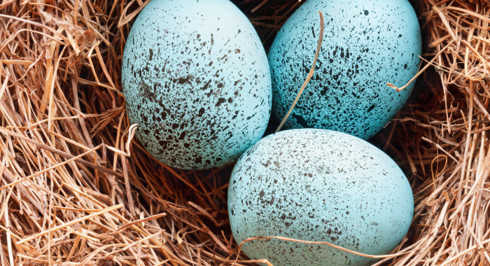 eggs in a nest