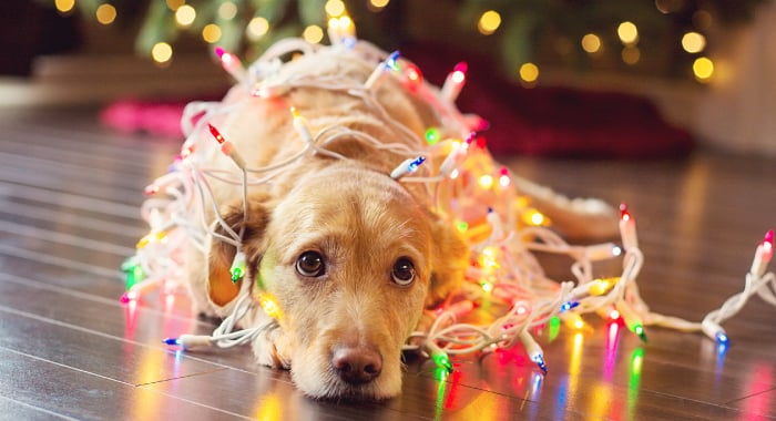 dog with holiday lights