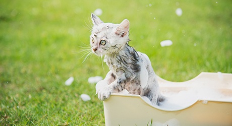 cleaning_cat